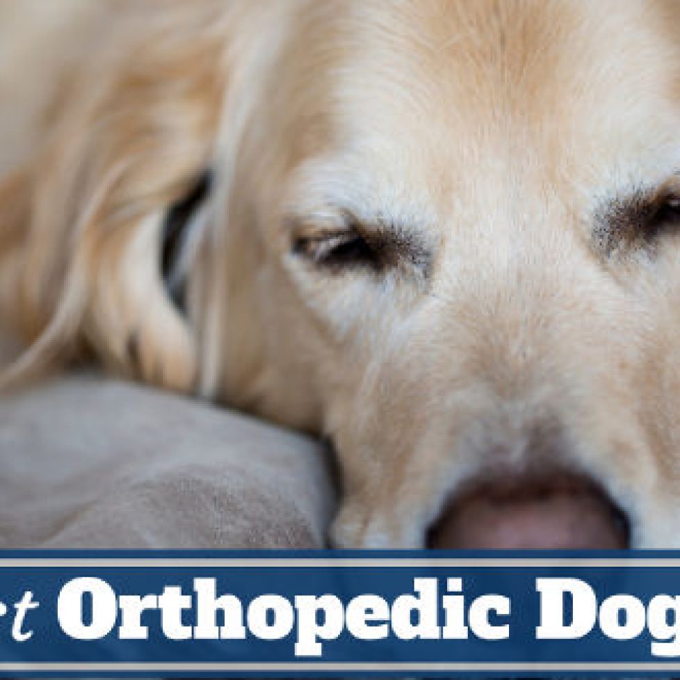 Best-orthopedic-dog-bed