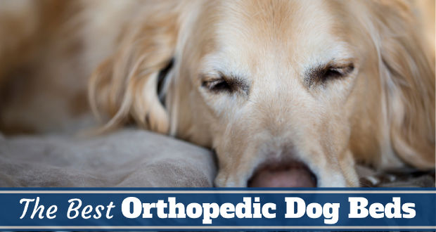 Best-orthopedic-dog-bed