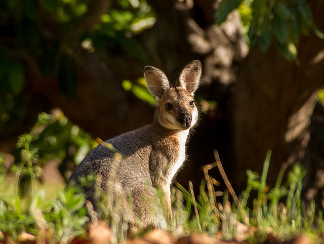 Wallaby