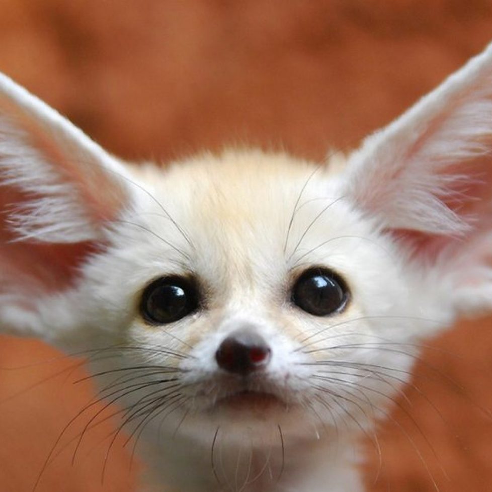 fennec-fox-ppcorn