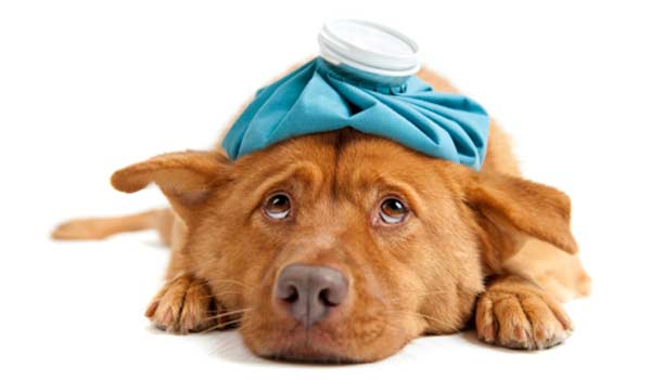 dog-health