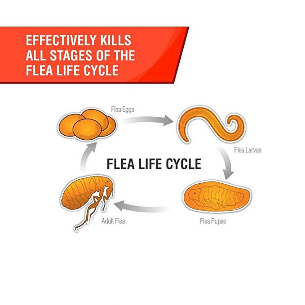 Flea Life Cycle