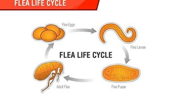 Flea Life Cycle